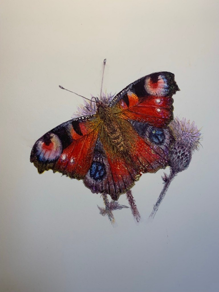 Павлиний глаз — акварель Джульджи